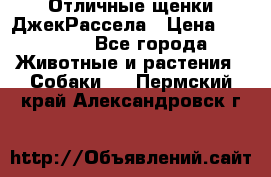 Отличные щенки ДжекРассела › Цена ­ 50 000 - Все города Животные и растения » Собаки   . Пермский край,Александровск г.